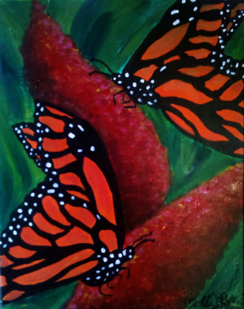 MONARCH BUTTERFLIES