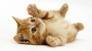 kitteh